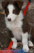 Fizz x Ben pup 1, red and white border collie puppy